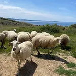 Lokvica * Omišalj